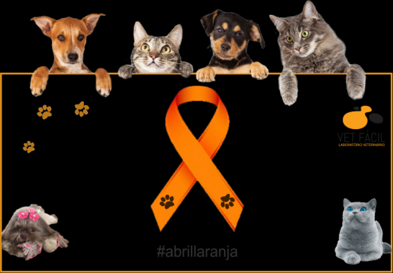 Exames Laboratoriais para Animais Domésticos Preço Taboão da Serra - Exames Laboratoriais para Animais
